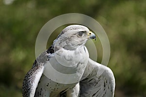 white hawk closeup portrait with green forest on background