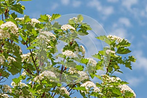 White hawthorn flowers