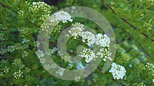 White Hawthorn Flowers. Spring Blooming. Flowering Hawthorn, Crataegus Monogyna on a May day