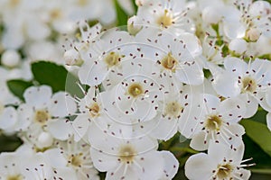 White hawthorn flowers in spring in the city.