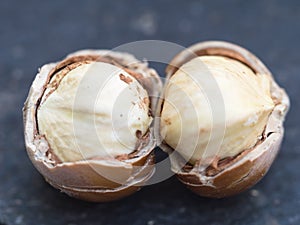 White Hazelnuts cores photo