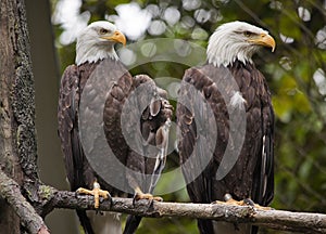 White Head Bald Eagles in Tree Washington photo