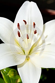 White head of bloom Lilium candidum