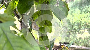 White head turquoise colored Chameleon close up headshot on branch with green leaves catches with him tongue a fly