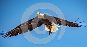White-headed bald eagle flying on sky