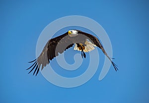 White-headed bald eagle flying on the sky