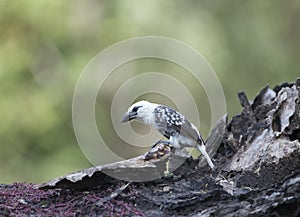 White-headed barbet seen at Masai Mara, Kenya