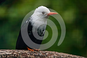 White-headed Black Bulbul, Hypsipetes leucocephalus white and black songbird. Bird sitting on tree branch, China. Rare bird in nat