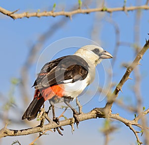 White-Headed Buffalo Weaver