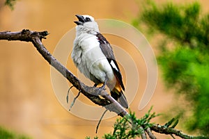 White headed Buffalo Weaver