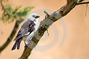 White headed Buffalo Weaver