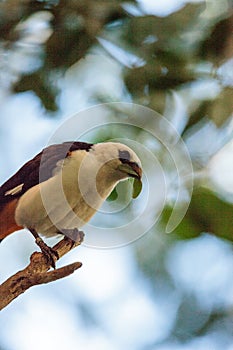 White-headed Buffalo weaver, Dinemellia dinemelli