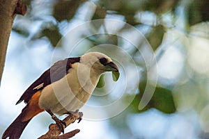 White-headed Buffalo weaver, Dinemellia dinemelli