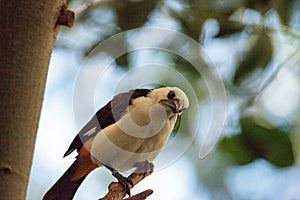 White-headed Buffalo weaver, Dinemellia dinemelli