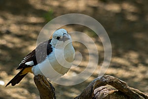 White-headed buffalo weaver, Dinemellia dinemelli