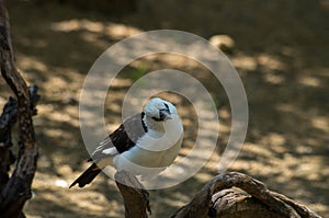 White-headed buffalo weaver, Dinemellia dinemelli