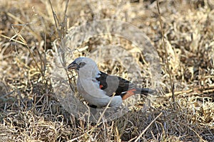 White-headed Buffalo-Weaver Dinemellia dinemelli