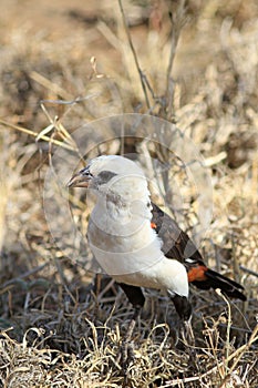 White-headed Buffalo-Weaver Dinemellia dinemelli