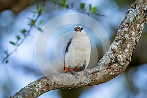 White-headed Buffalo Weaver Dinemellia dinemelli