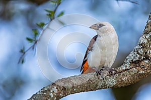 White-headed Buffalo Weaver Dinemellia dinemelli