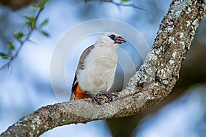 White-headed Buffalo Weaver Dinemellia dinemelli