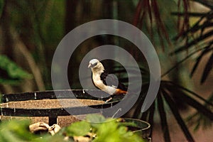 White-headed Buffalo weaver, Dinemellia dinemelli