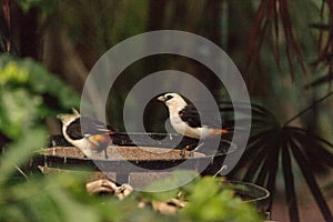 White-headed Buffalo weaver, Dinemellia dinemelli