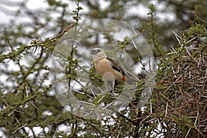 White Headed Buffalo Weaver, dinemellia dinemelli, Adult standing on Acacia Branch, Kenya