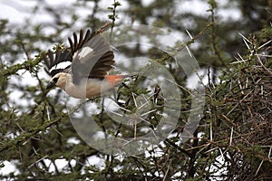 White Headed Buffalo Weaver, dinemellia dinemelli, Adult Taking off from Acacia Branch, Kenya