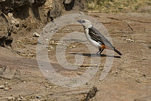 White-headed Buffalo Weaver, Dinemellia dinemelli, in the Samburu National Reserve in Kenya.