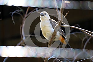 White-Headed Buffalo Weaver (Dinemellia dinemelli), is a species of passerine bird in the family Ploceidae