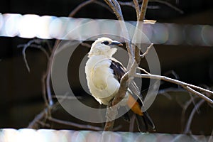 White-Headed Buffalo Weaver (Dinemellia dinemelli), is a species of passerine bird in the family Ploceidae