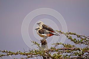 The white-headed buffalo weaver (Dinemellia dinemelli) stands on the treetop.