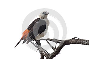 White-headed Buffalo Weaver isolated on white background