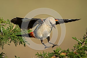 White-headed buffalo weaver jumping between thorn branches
