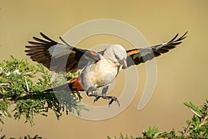 White-headed buffalo weaver jumps to another branch