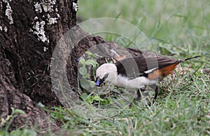 A White-headed Buffalo Weaver in Serengeti National Park, Tanzania.