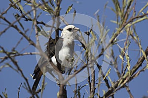 White headed Buffalo-Weaver sitting in the crown of a tree in the bush savannah