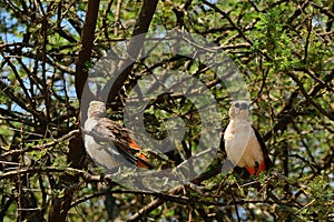 White-headed buffalo weavers, Amboseli National Park, Kenya