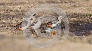 White-headed Buffalo Weavers Drink Water