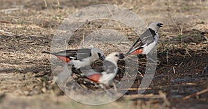 White-headed Buffalo Weavers Thirsty