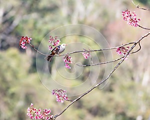 White-headed Bulbul bird on twig of sakura