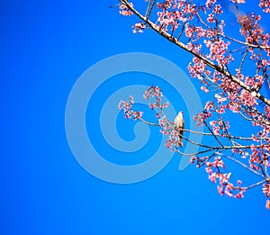 White-headed Bulbul bird on twig of sakura