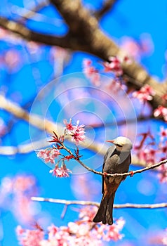 White-headed Bulbul bird on twig of sakura