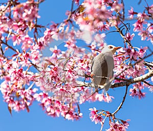 White-headed Bulbul bird on twig of sakura