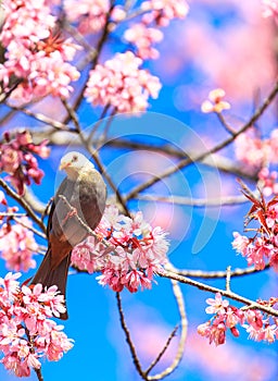 White-headed Bulbul bird on twig of sakura