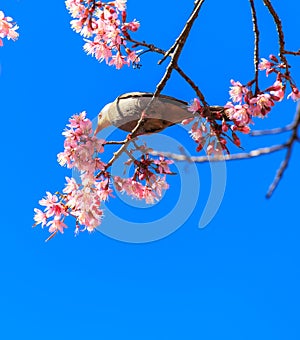 White-headed Bulbul bird on twig of sakura