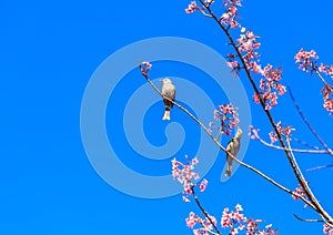 White-headed Bulbul bird on twig of sakura