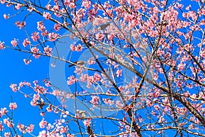 White-headed Bulbul bird on twig of sakura