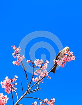 White-headed Bulbul bird on twig of sakura